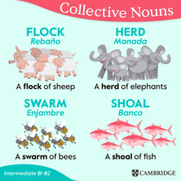 Instagram: collective nouns
