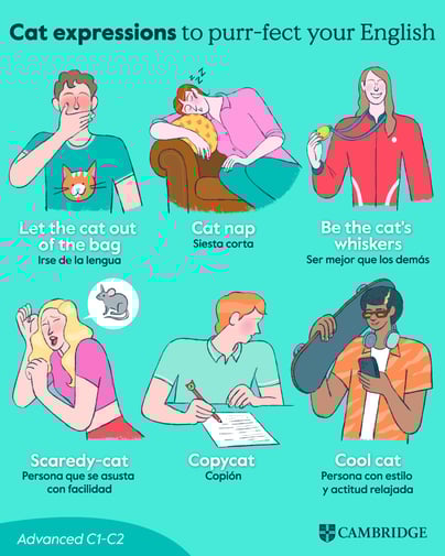 Instagram post with illustrations of Cat expressions
